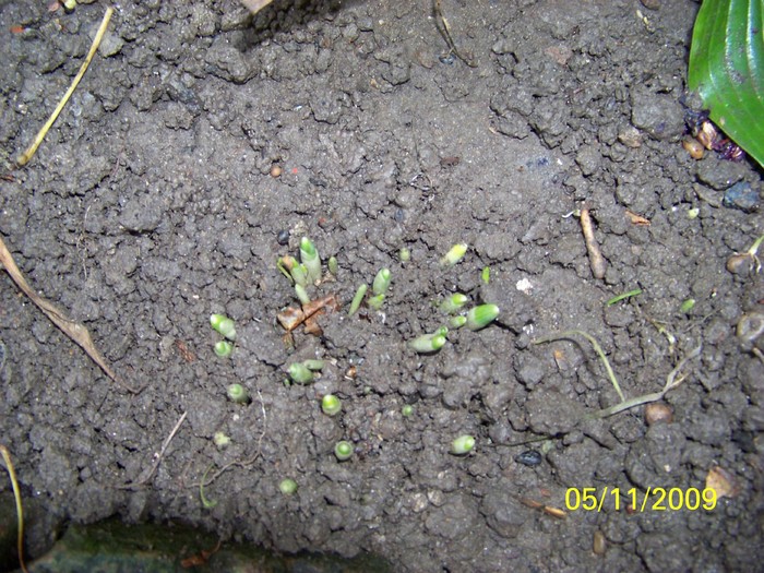 100_3914 - Toamna in curte  Timisoara