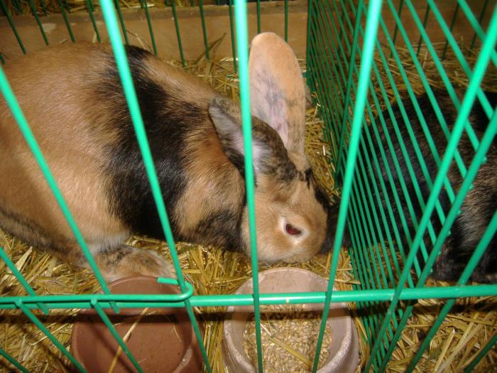 Nitra 06.12.2008 069