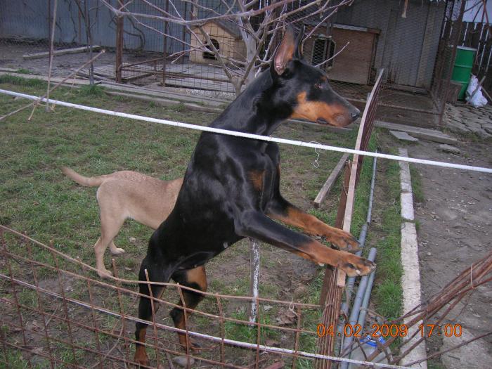 dobermann