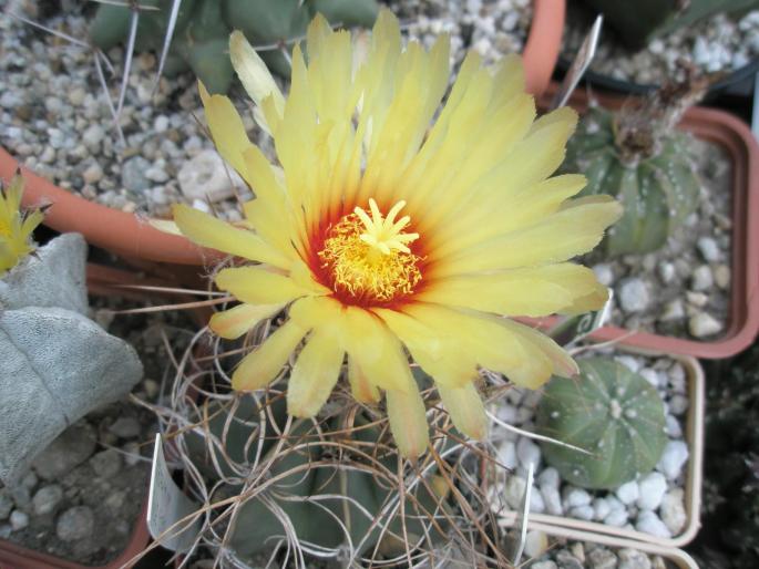 Astrophitum senile