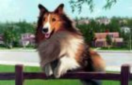 lassie - LASSIE