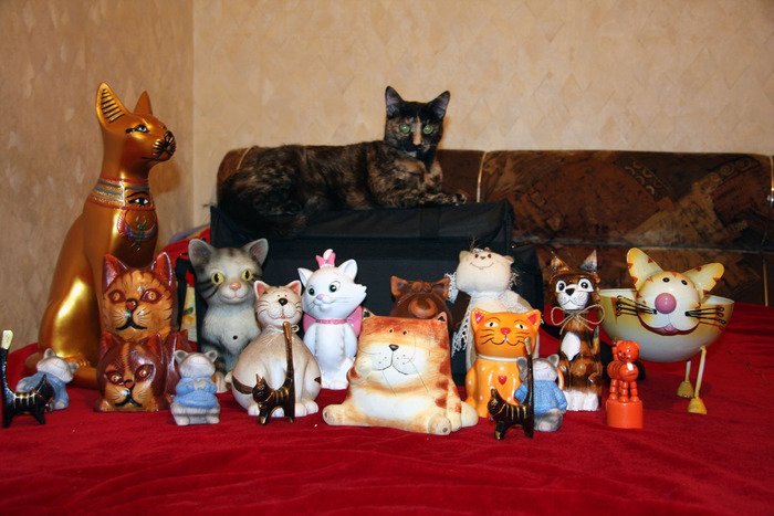Colectia mea de pisici - Mitza