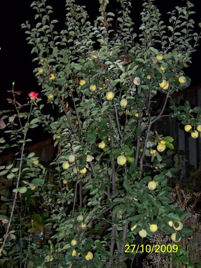 100_3489 - Toamna in curte  Timisoara