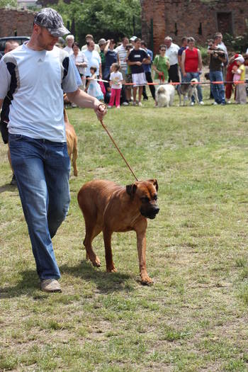 28 06 A-Iulia9 - EXPOZITIE canina 28 06 09 Alba-Iulia