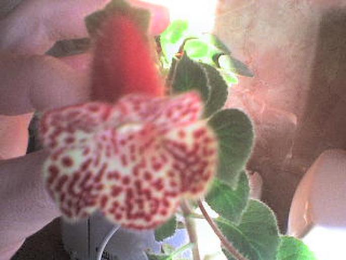 KOHLERIA ROSIE CU PICATELE - FLORILE MELE IUBITE 2008