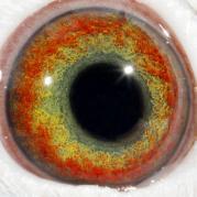 ZYRYQLCYKTUSQXUVENG - OCHII PORUMBEILOR