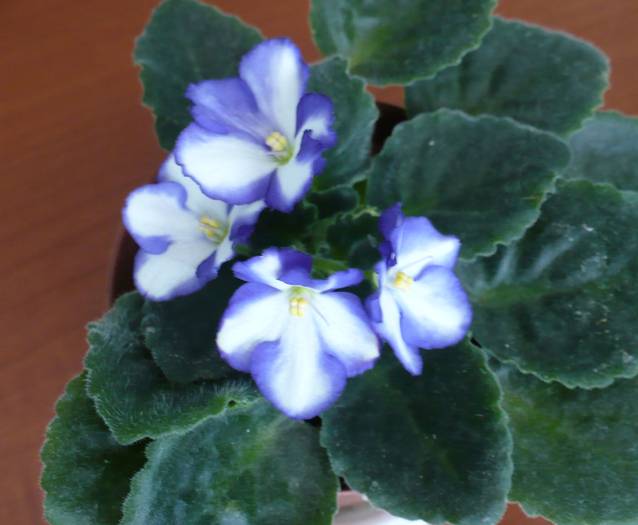 P1140232 - Saintpaulia - violete de camera