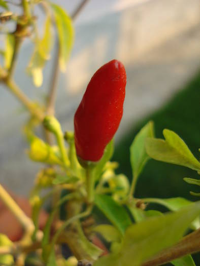 Red Chili Pepper (2009, August 04)