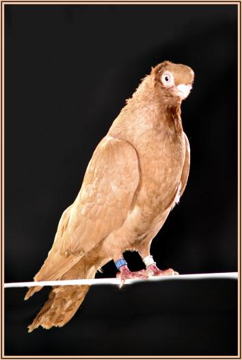 Picture 104 - jucatori de constanta