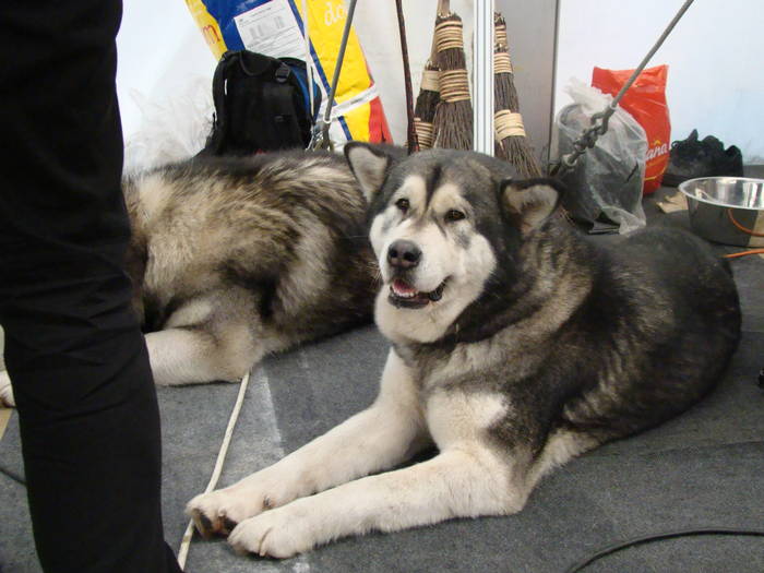 Picture 071 - Expo CACIB Cluj Napoca 15 11 2008