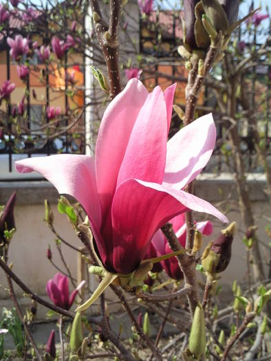 floare magnolie aprilie 09 - Plantele mele de terasa si exterior