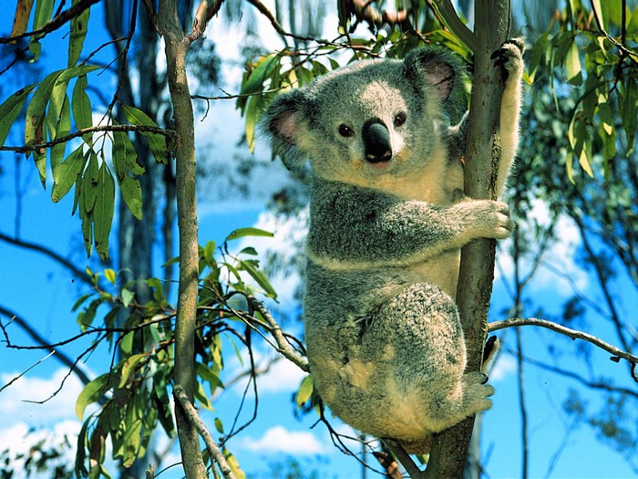 Koala (2) - Club Animale