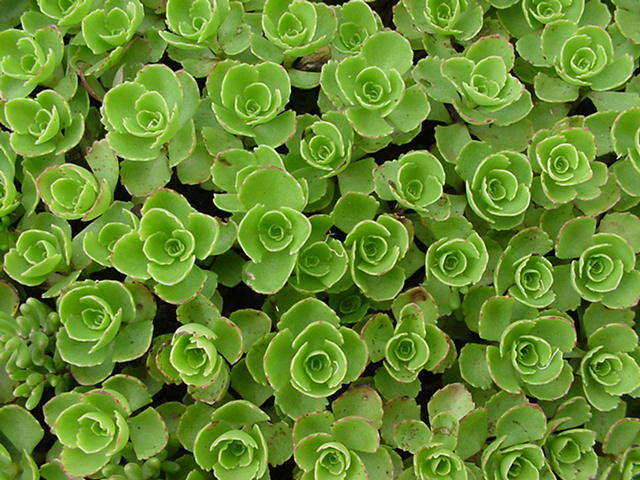 ramane vesnicverde sedum -2 ron