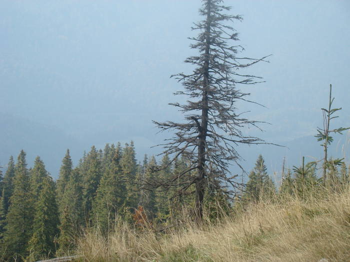 DSC00330