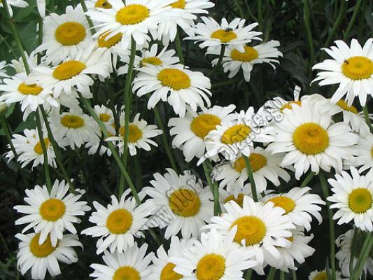 Margareta-Leucanthemu-f