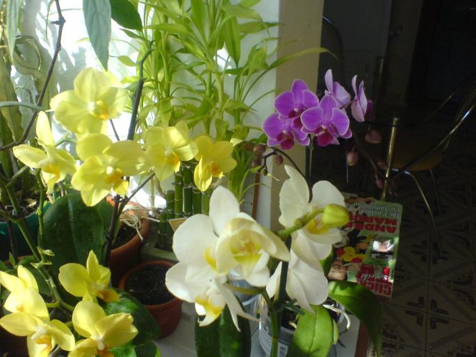 3 orhidee - orhidee
