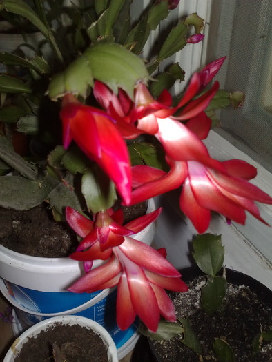 Imagine1289 - Schlumbergera si Rhipsalidolis