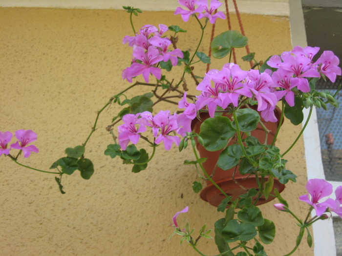 muscata curgatoare mov - florile mele