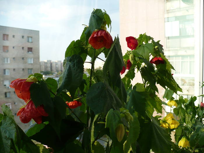 P1140621 - ABUTILONI