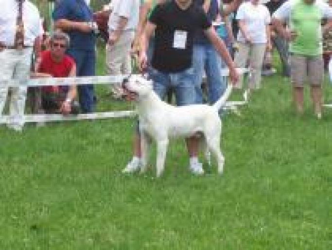 WCGVHKKDDGSOMDRSJST - CAINI-VANATOARE-DOG ARGENTINIAN-COPOI ARDELENESC SI CATIVA METISI