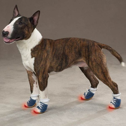 dog_light_up_sneakers