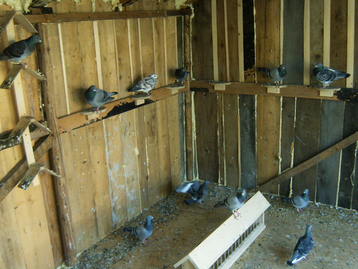 HPIM3063 - porumbei 2009