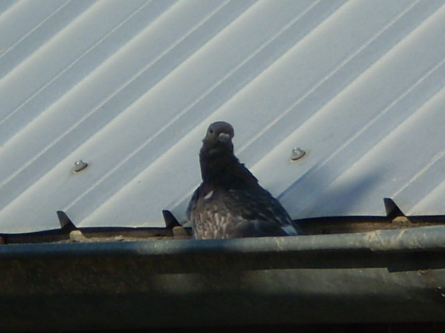 P1010023; era un pec de apa si facea o baita :)))
