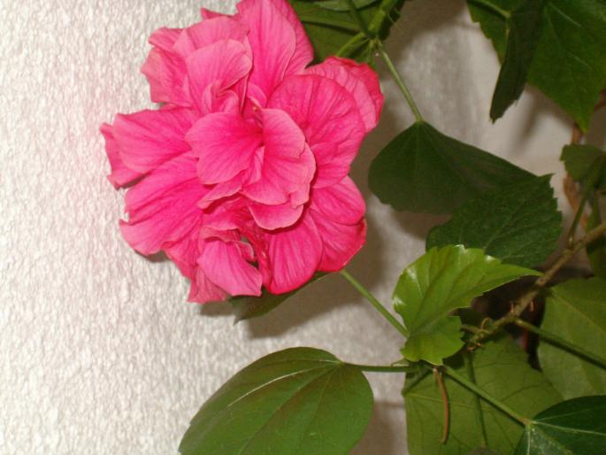 flori 052 - hibiscus