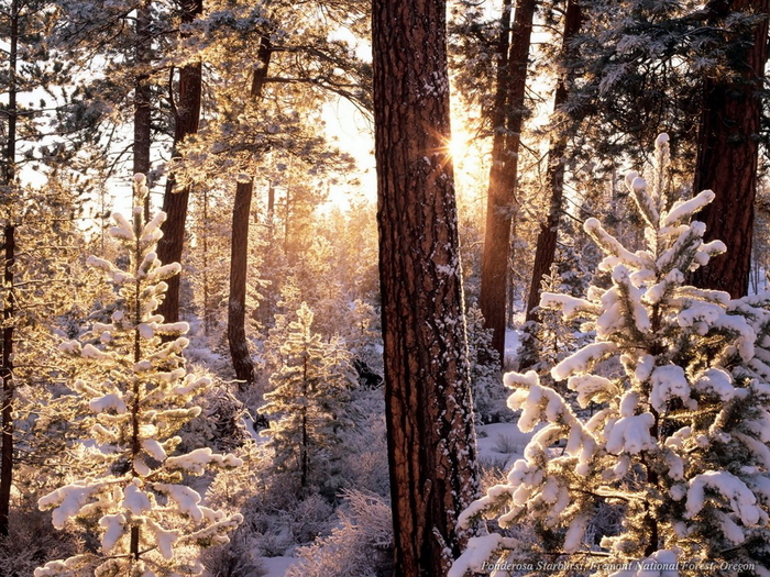 Christmas Wallpapers (10)