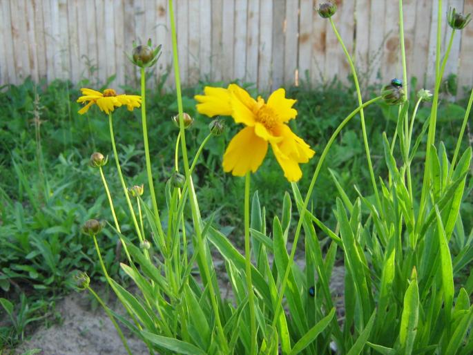 cosmos sulphureus; miroase a miere
