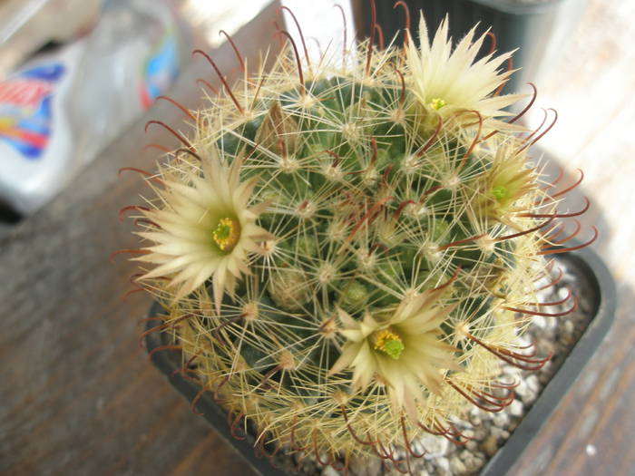 Mammillaria barbata - 01.04; planta de la Luis Herrera
