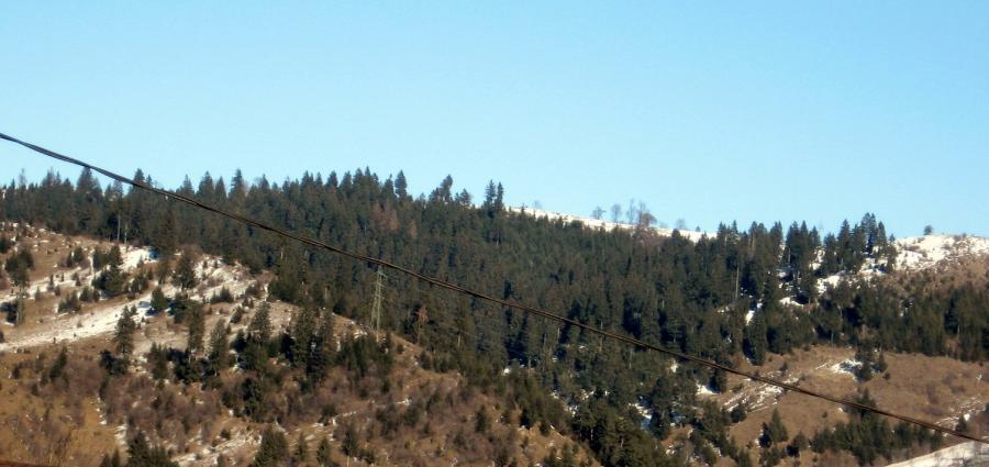 o parte din marile bogatii ale naturii!padurea... - natura