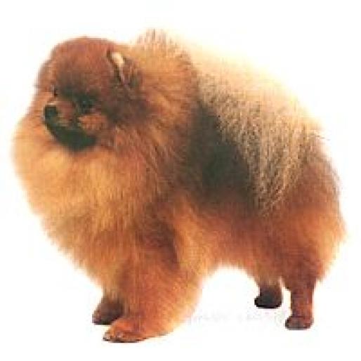 POMERANIAN