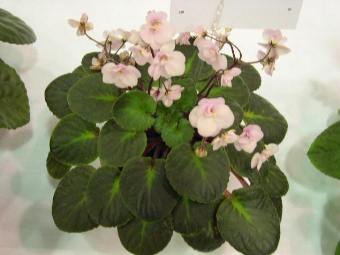 Chanticleer_2005avsa - violete de pe net