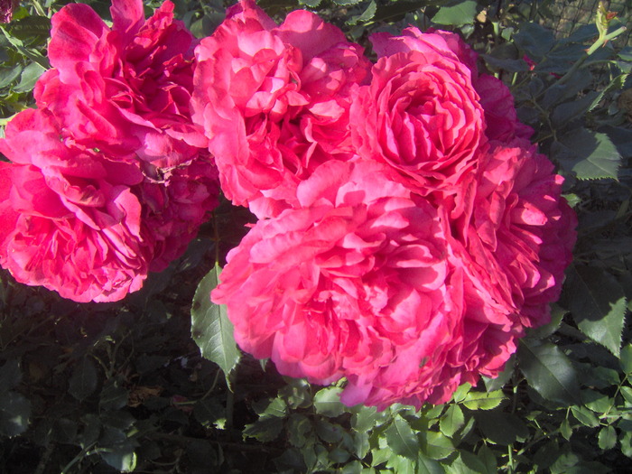 IM000250 - trandafirii in octombrie 2009
