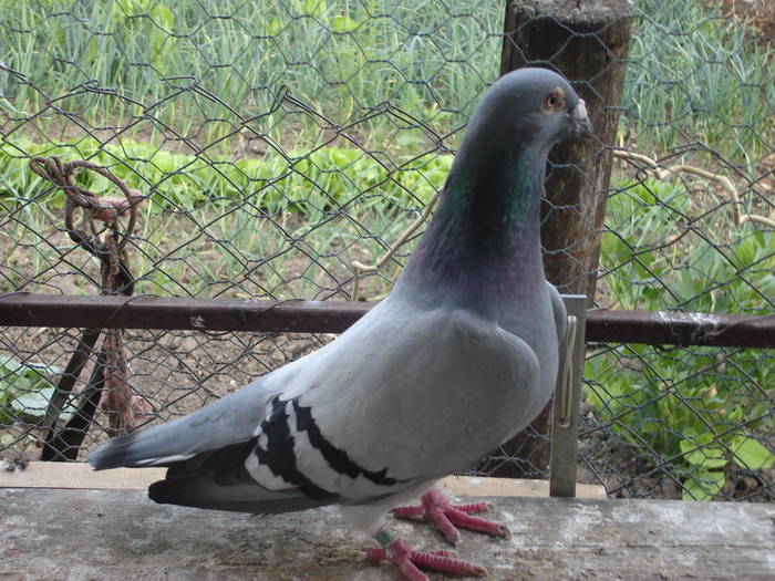 41 - E Porumbei Voiajor Standard Vechi