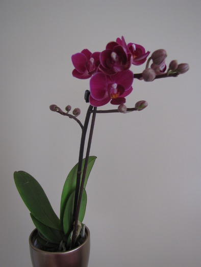 orhidee - codruta - Pagina 4