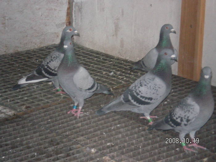 27 - porumbei Mihai si Gigi