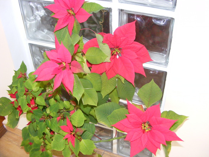 Poinsettia - flori si animale 2010