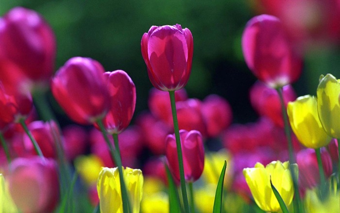 70_springtulips_1440x900