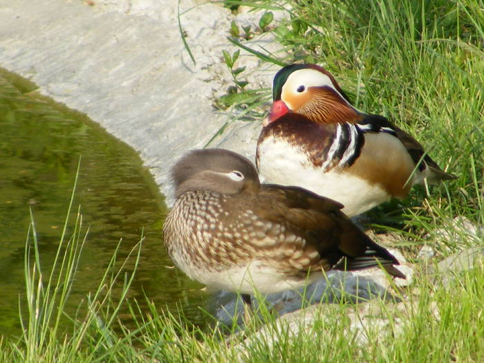 Rate mandarin