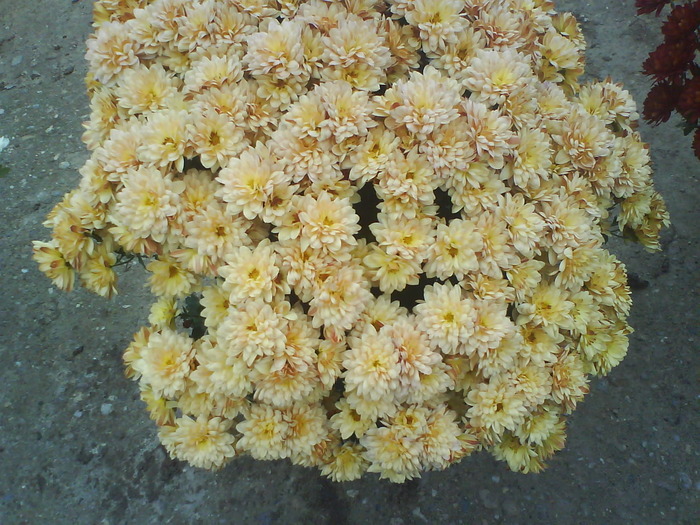 12 - Crizanteme  butasi  DE VANZARE iulie2012