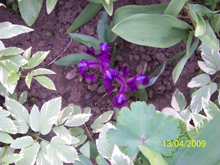 100_0521 - Primavara in curte  Timisoara