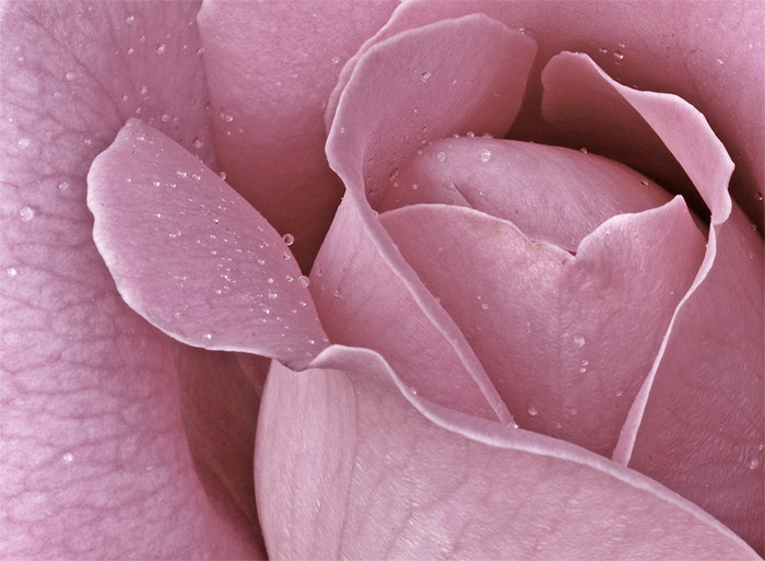 pink-rose erf - Rose