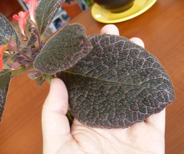 etaliu frunza (mare cat jumatate de palma)