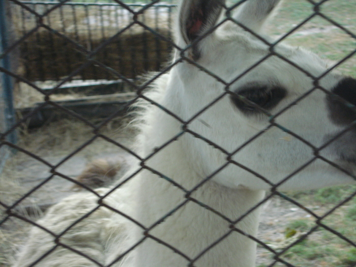 Picture 094 - zoo targoviste