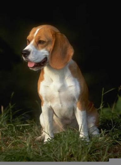 beagle - catelusi