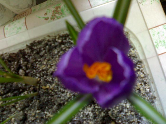 Crocus - Diverse 2009