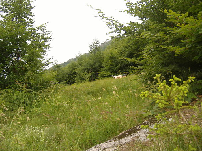 DSCF6117