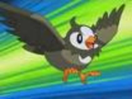 starly - pokemon